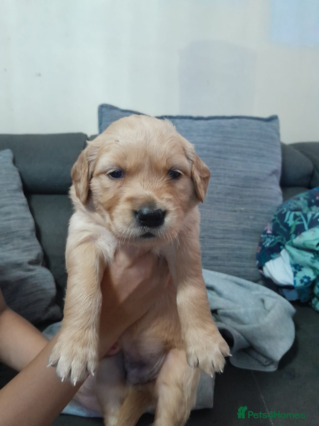 Golden Retriever dogs for sale: Amazing Golden Retrievers for sale  - Image 18