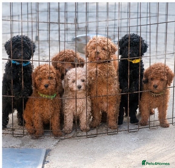 Toy Poodle dogs Beautiful Toy Poodle Puppies ❤️🐾🐩 - Advert 5