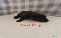 German Shepherd dogs for sale: German Shepherd Puppies - Image 7