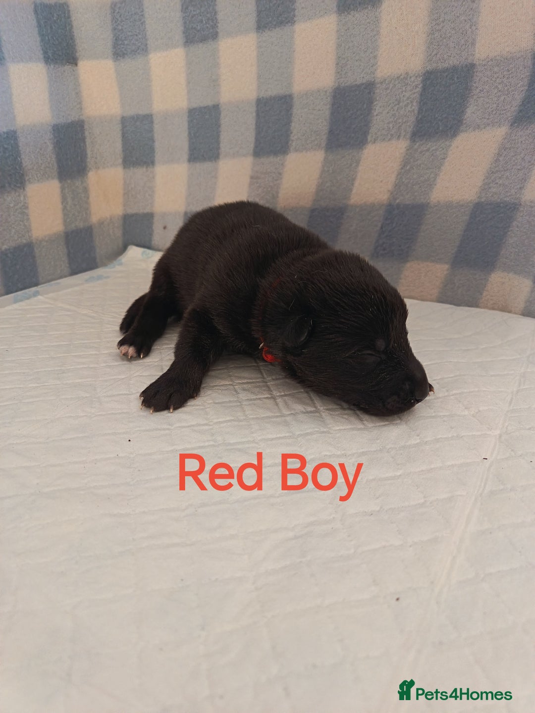 German Shepherd dogs for sale: German Shepherd Puppies - Image 7