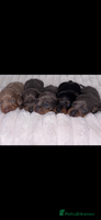 Miniature Dachshund dogs Beautiful male pup - Advert 9