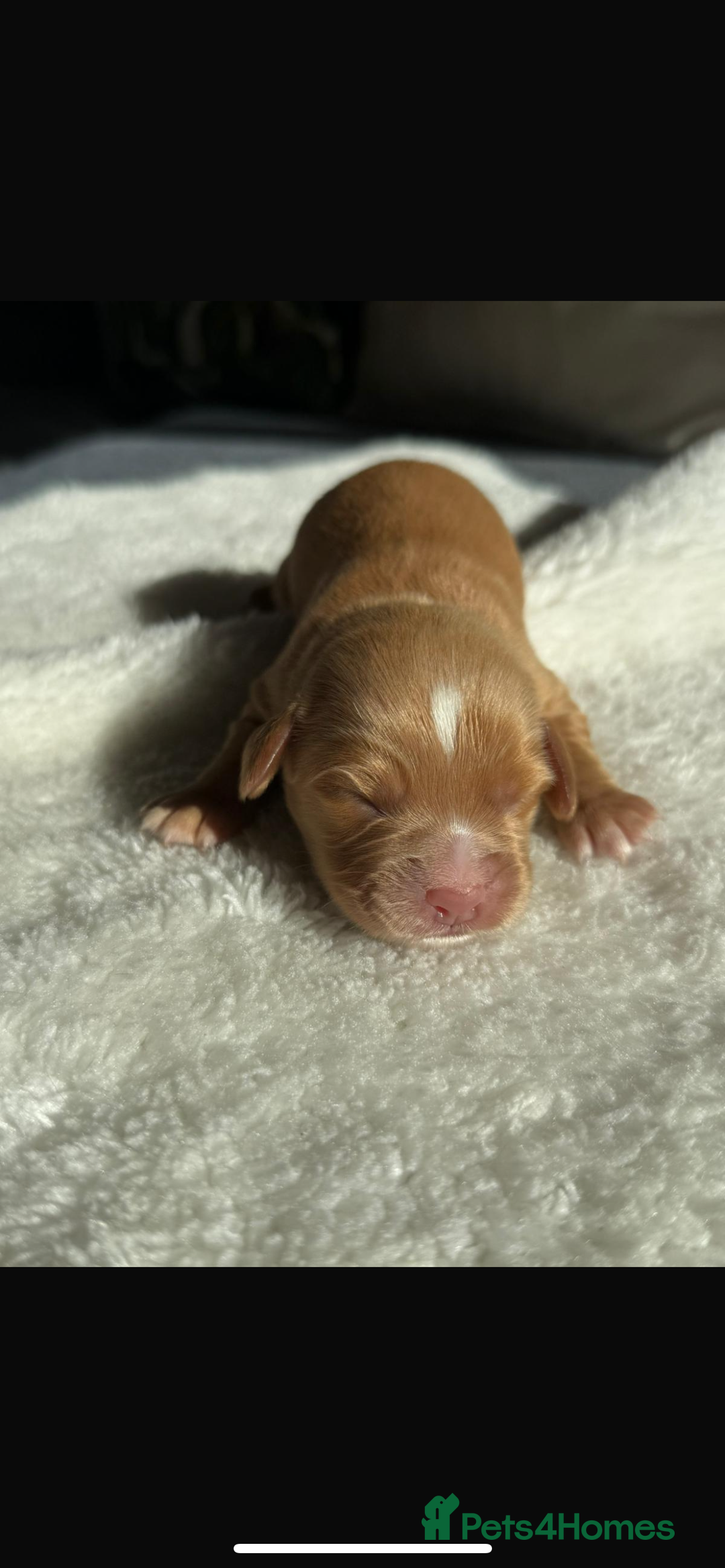 Cocker Spaniel dogs for sale: 🐶Cocker Spaniel Pups Looking for Forever Family🐶 - Image 4