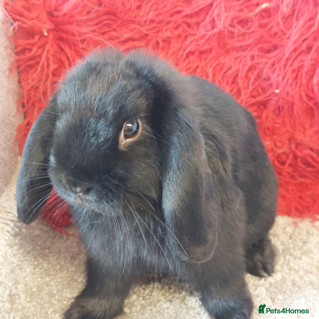 Mini Lop rabbits for sale: Pure bred blue minilop doe - Image 1