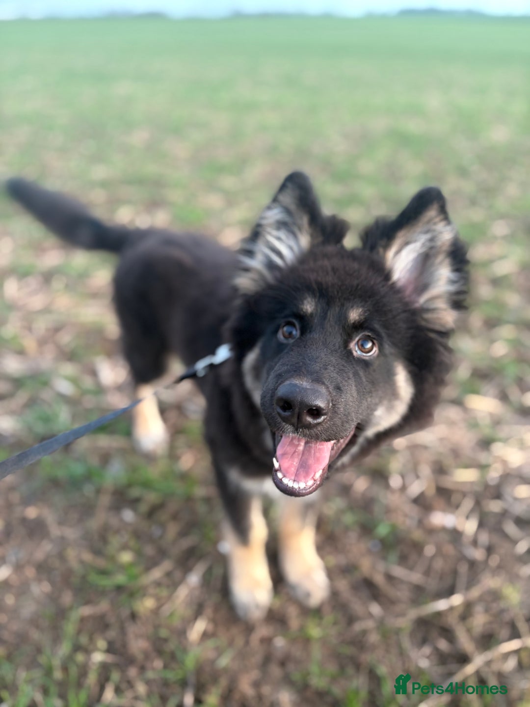 German Shepherd dogs for sale: 5 month German Shepard puppy - Advert 4