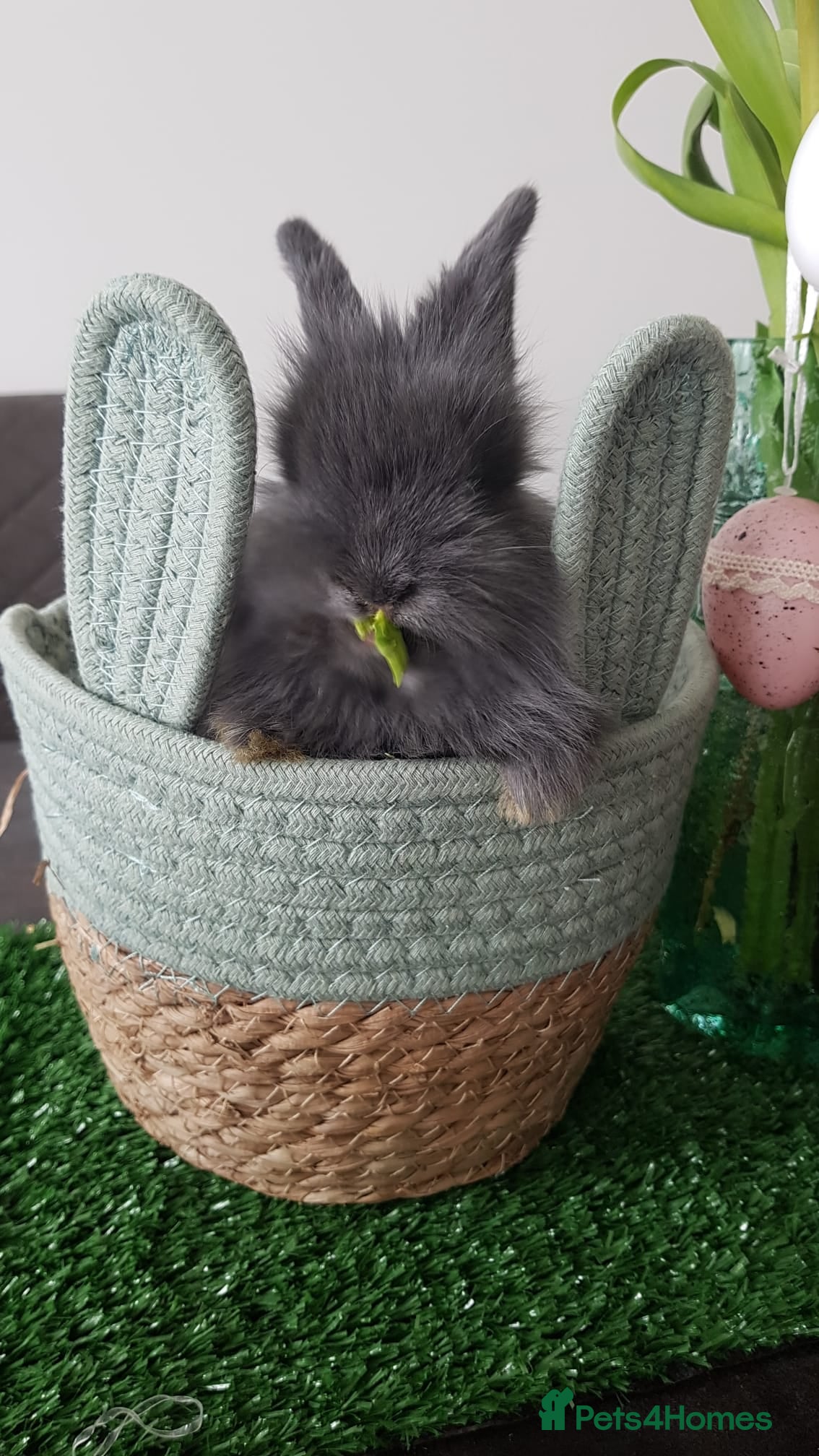 Mixed Breed rabbits Bunny  - Advert 1