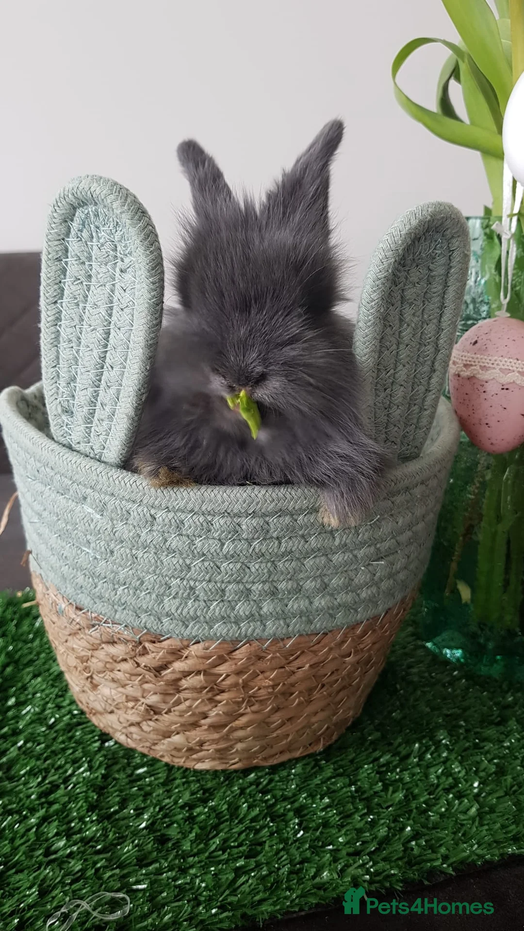 Mixed Breed rabbits for sale: Bunny  - Advert 1