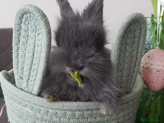 Mixed Breed rabbits Bunny - Advert 10