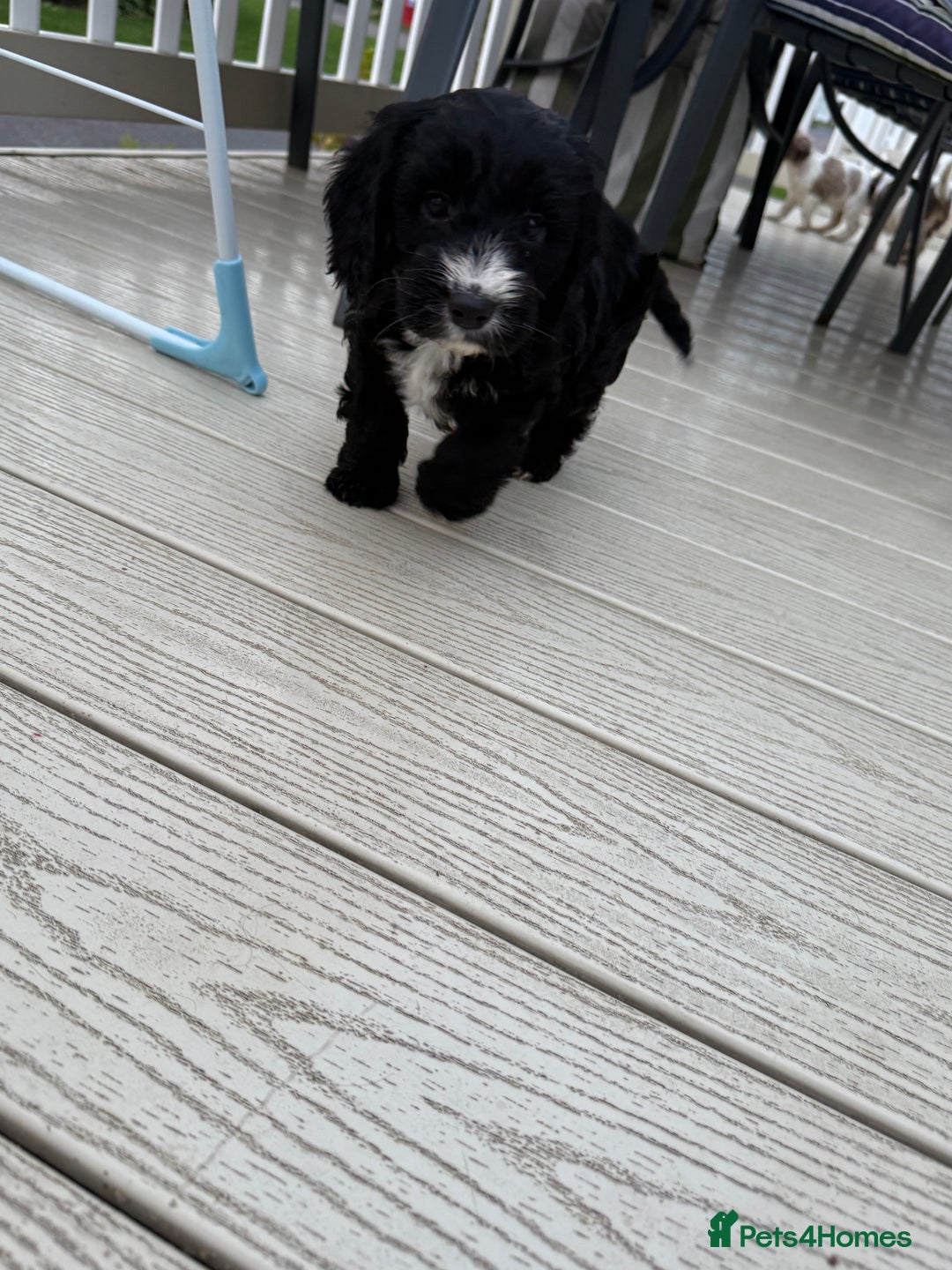 Cockapoo dogs for sale: Cockapoo puppies - Advert 2