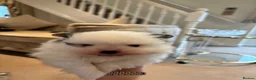 Pomeranian dogs for sale: Teddy bear face Pomeranian puppy’s  - Advert 1