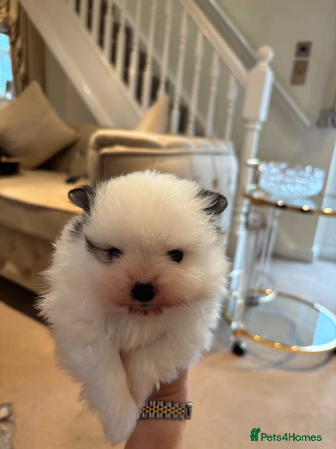 Pomeranian dogs for sale: Teddy bear face Pomeranian puppy’s  - Advert 1