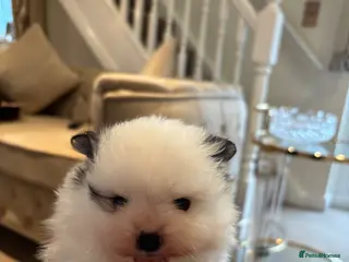 Pomeranian dogs Teddy bear face Pomeranian puppy’s - Advert 6