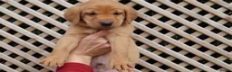 Labrador Retriever dogs for sale: Beautiful KC Registered Labrador Puppies - Advert 20