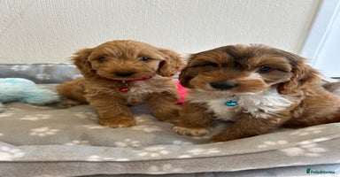 Cockapoo dogs - Advert 1