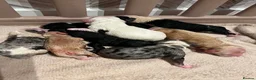 Sheepadoodle dogs for sale: Miniature Sheepadoodles in Glasgow - Advert 35