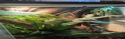 Gecko reptiles for sale: Crusted gecko  in Tidworth - Advert 2