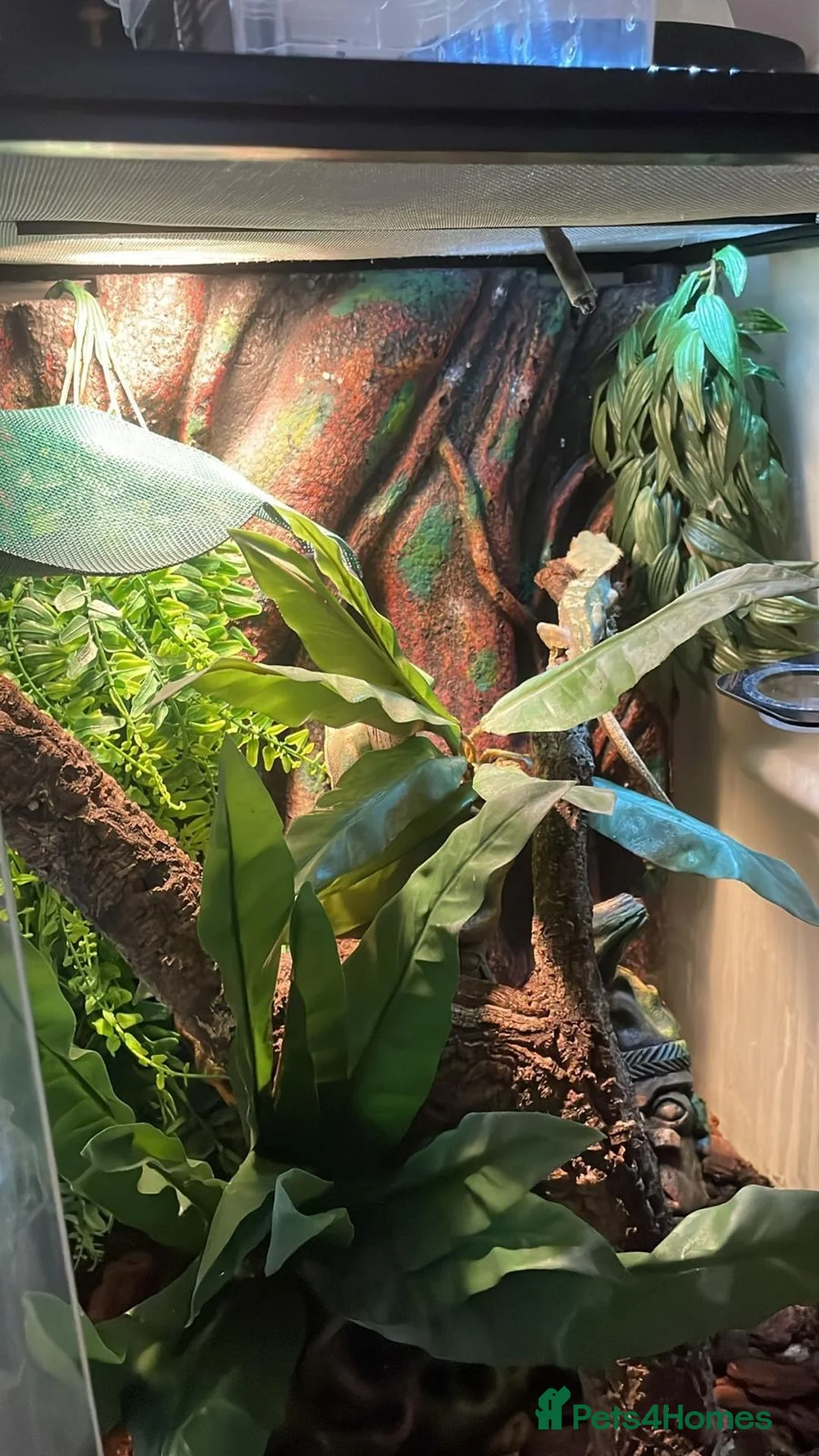 Gecko reptiles for sale: Crusted gecko  in Tidworth - Advert 2