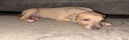 Mixed Breed dogs for sale: Collie whippet greyhound  - Advert 16
