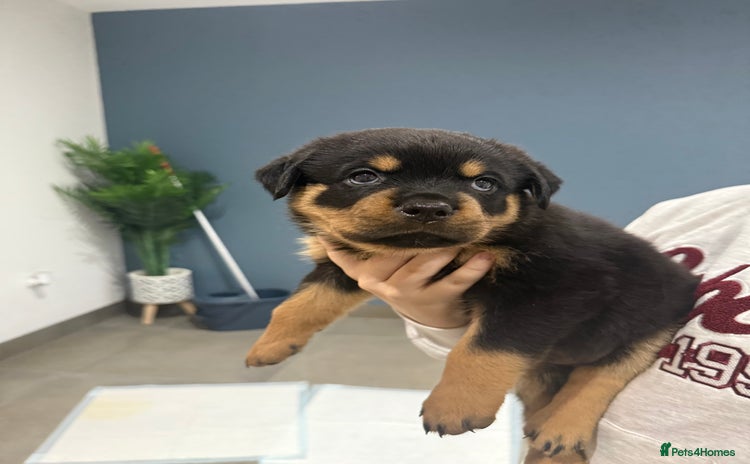 Rottweiler dogs - Advert 10