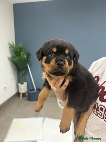 Rottweiler dogs - Advert 10