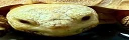 Tortoise reptiles for sale: Sulcata  - Advert 4