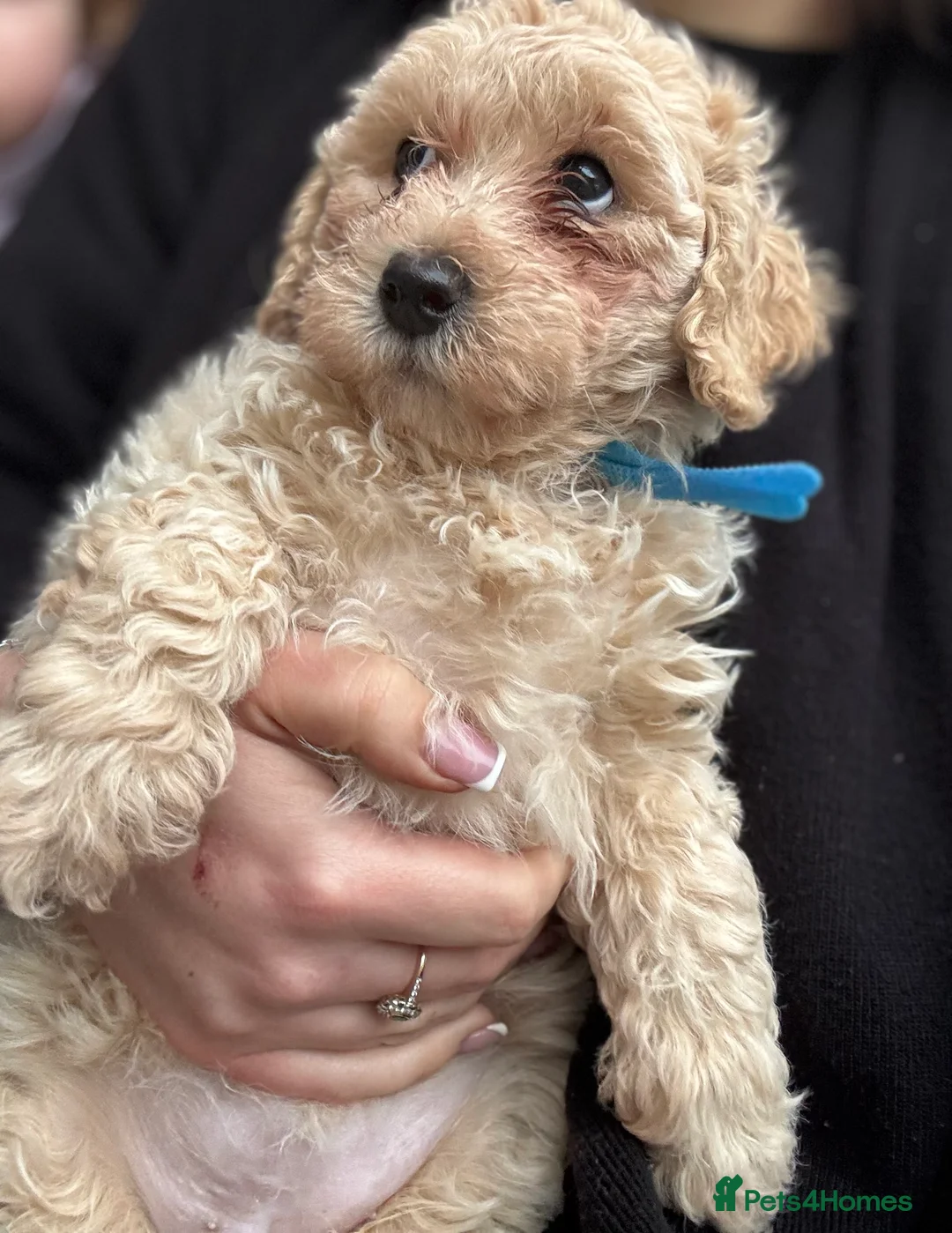 Poochon dogs for sale: READY TO LEAVE Poochons for sale  - Advert 6