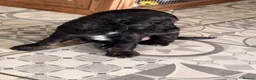 Cockapoo dogs for sale: Black and Tan Cockapoo puppies  - Advert 4