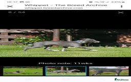 Whippet dogs for stud: Classy Smart Blue Boy 19.5tts.Sportingbred. - Image 30