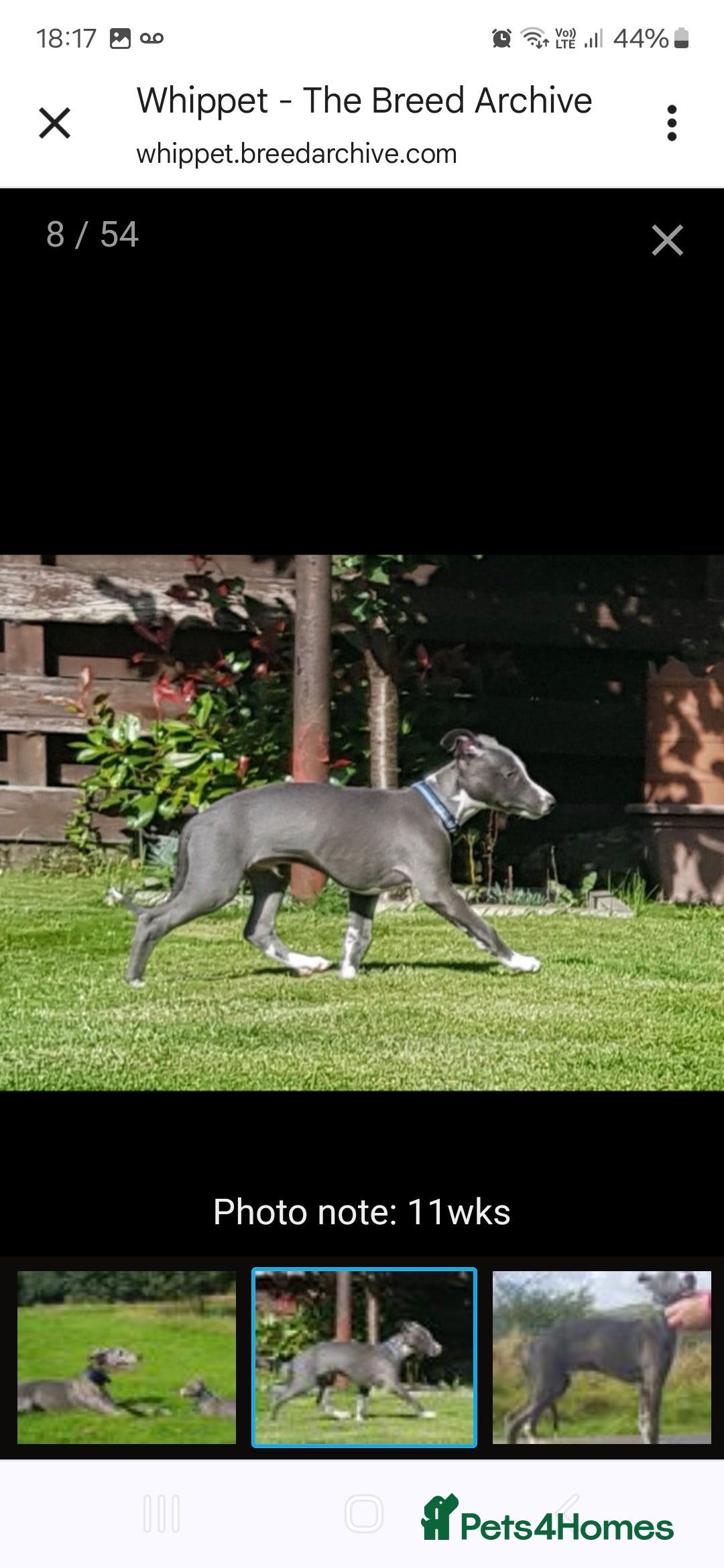 Whippet dogs for stud: Classy Smart Blue Boy 19.5tts.Sportingbred. - Image 30