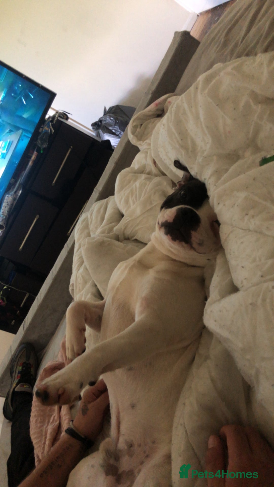 Mixed Breed dogs for sale: Male staffy cross French bulldog  - Image 2