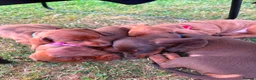 Miniature Dachshund dogs for sale: Beautiful Miniature Dachshunds 🐾 - Advert 2