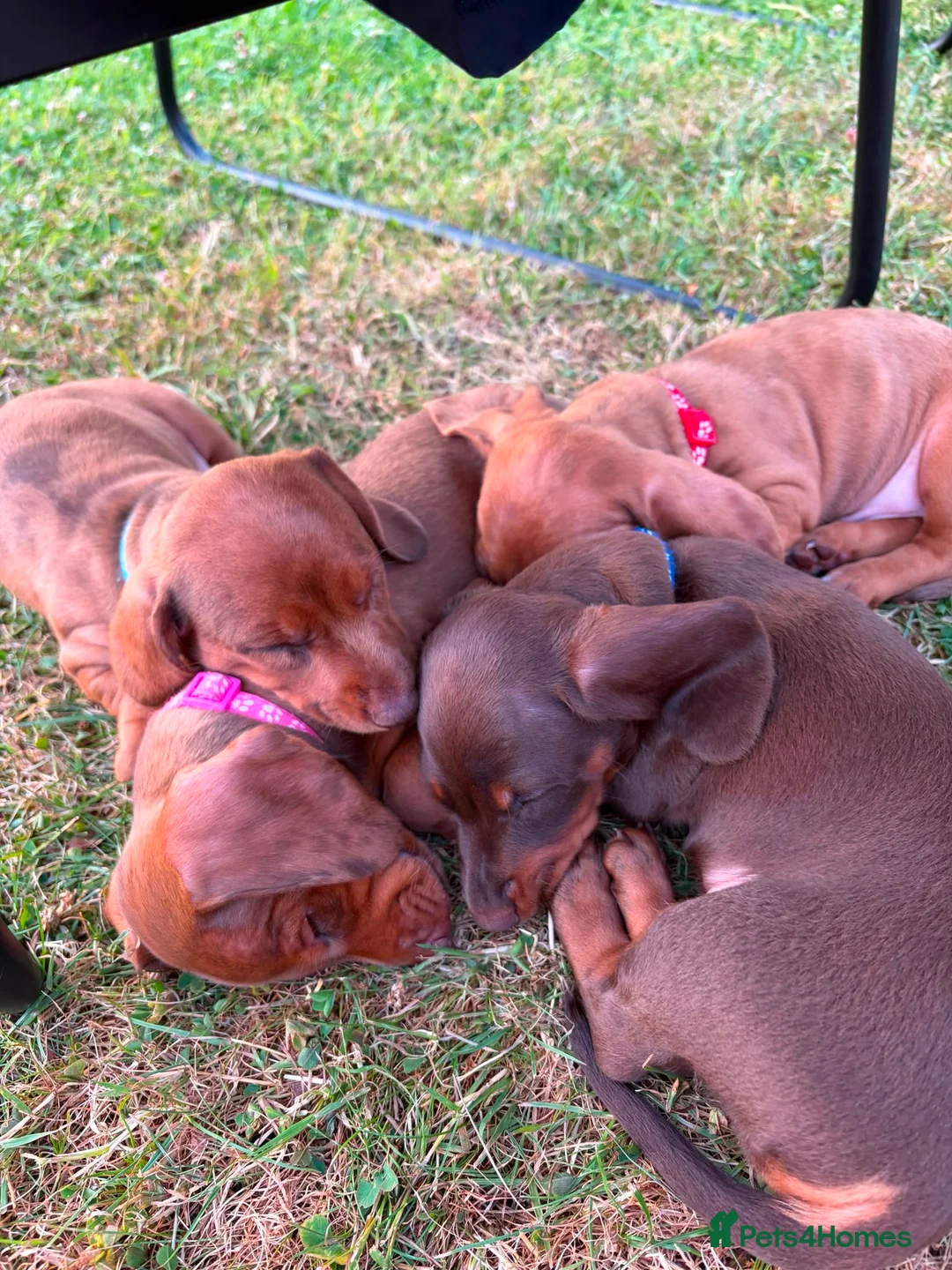 Miniature Dachshund dogs for sale: Beautiful Miniature Dachshunds 🐾 - Advert 2