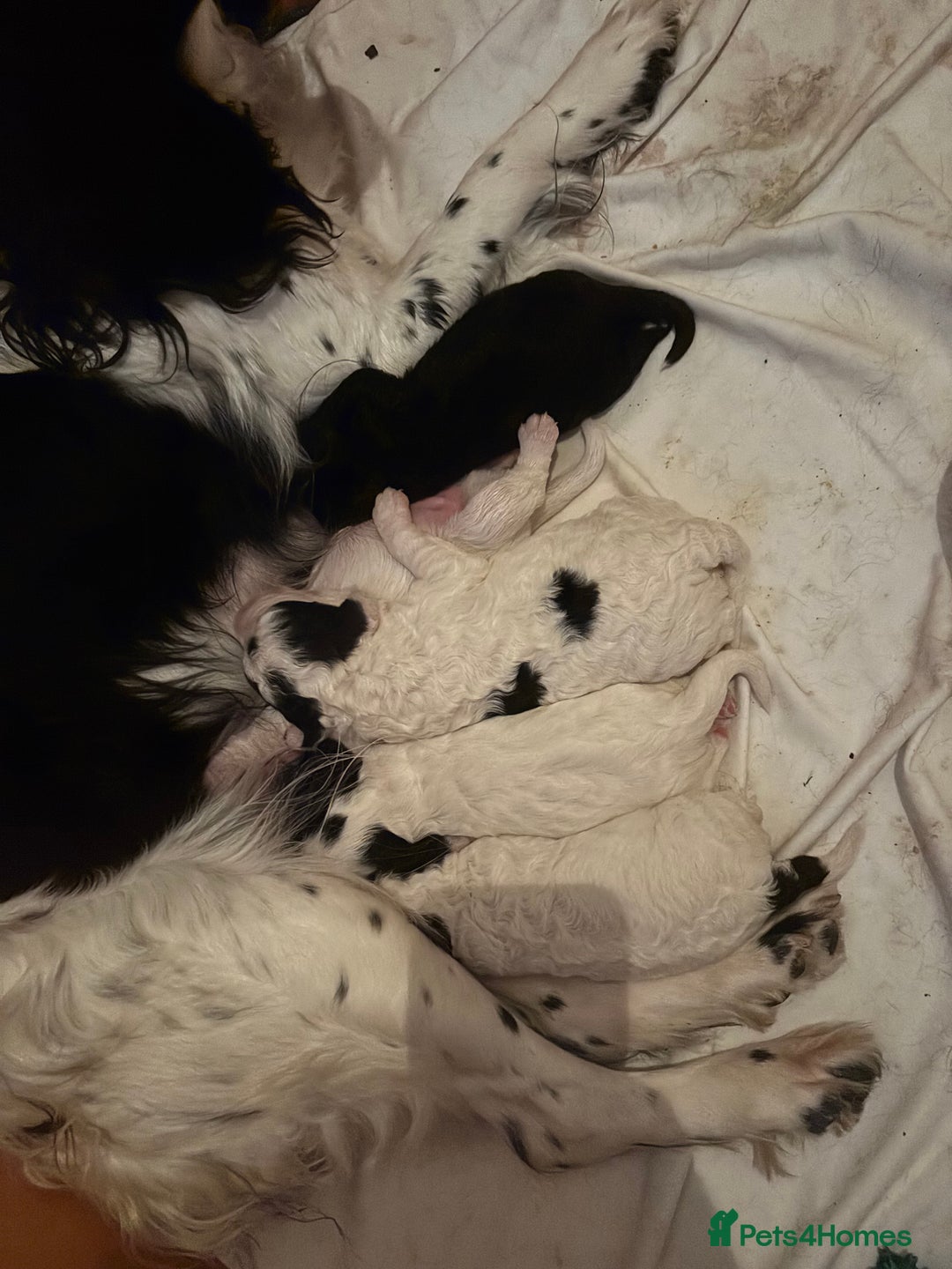 Sproodle dogs for sale: Spoodles - Image 14