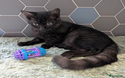 Selkirk Rex cats for sale: 😻 Stunning Selkirk Rex Mix Kittens 😻 - Image 27
