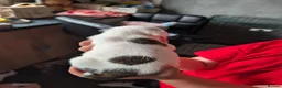 Mixed Breed dogs for sale: 8 staffy x English bull terrier puppies - Advert 15
