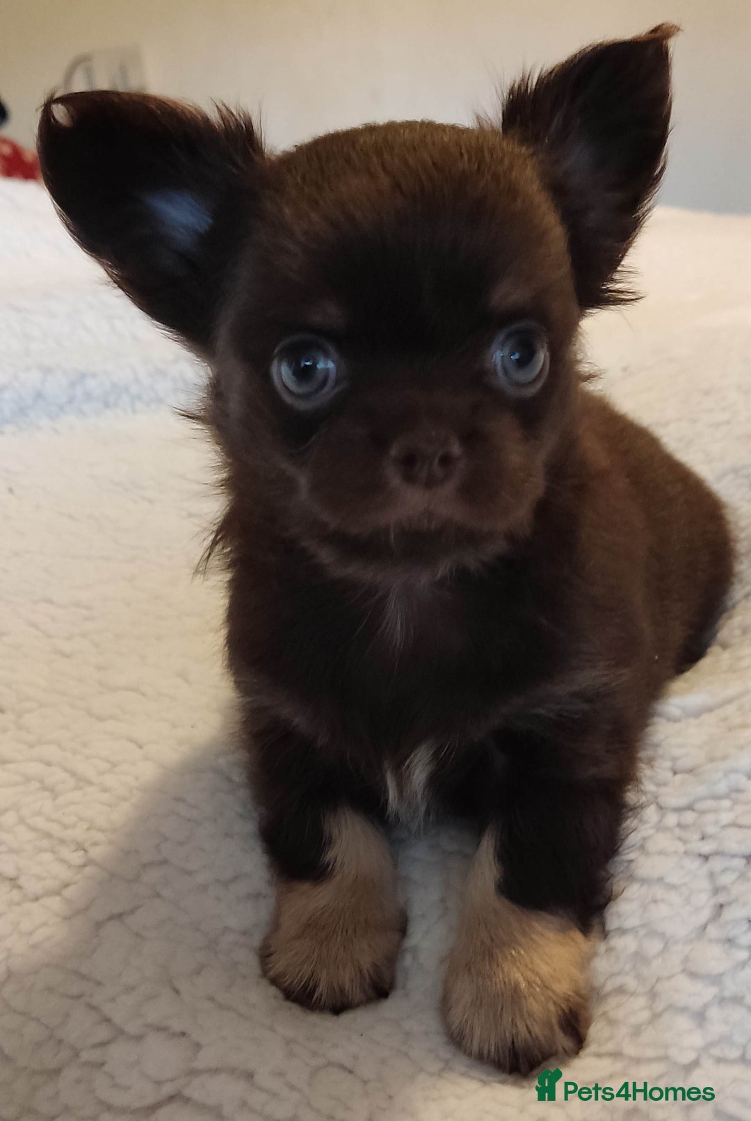Chihuahua dogs for sale: Beautiful Chocolate Chihuahua Girls  - Advert 15