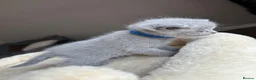 British Shorthair cats for sale: British shorthair kittens - Advert 13