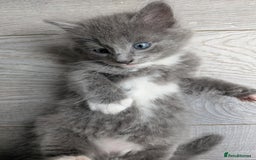 Mixed Breed cats for sale: Blue russian female - Image 13
