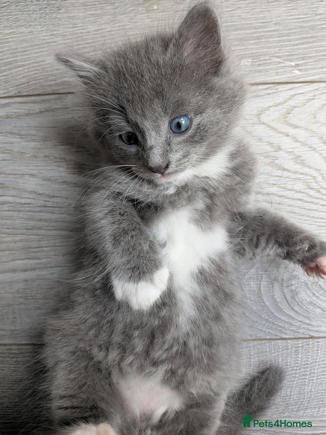 Mixed Breed cats for sale: Blue russian female - Image 13