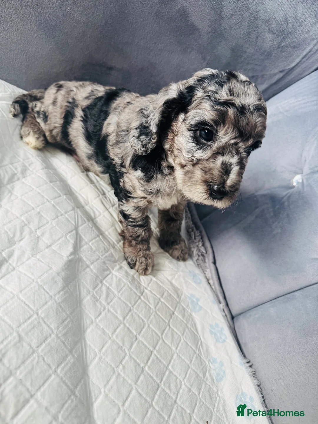 Cockapoo dogs for sale: F2 cockapoo puppies  - Advert 8