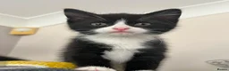 Mixed Breed cats for sale: 2 adorable female black & white kittens for sale  - Advert 10