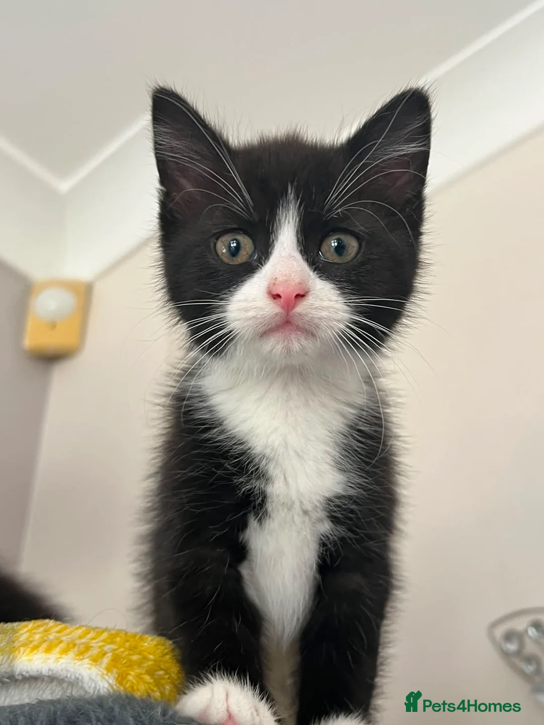 Mixed Breed cats for sale: 2 adorable female black & white kittens for sale  - Advert 10