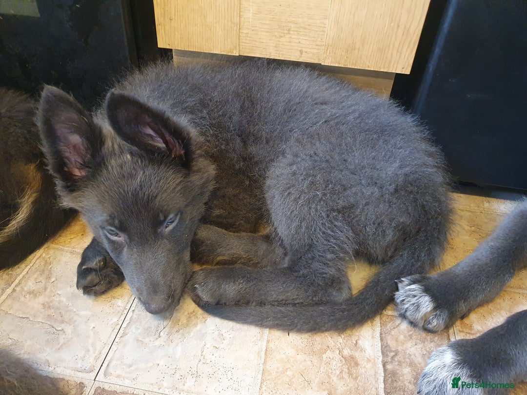 German Shepherd dogs for sale: 10 German Shepherd puppies for sale - Image 9