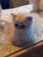 Persian cats - Advert 2