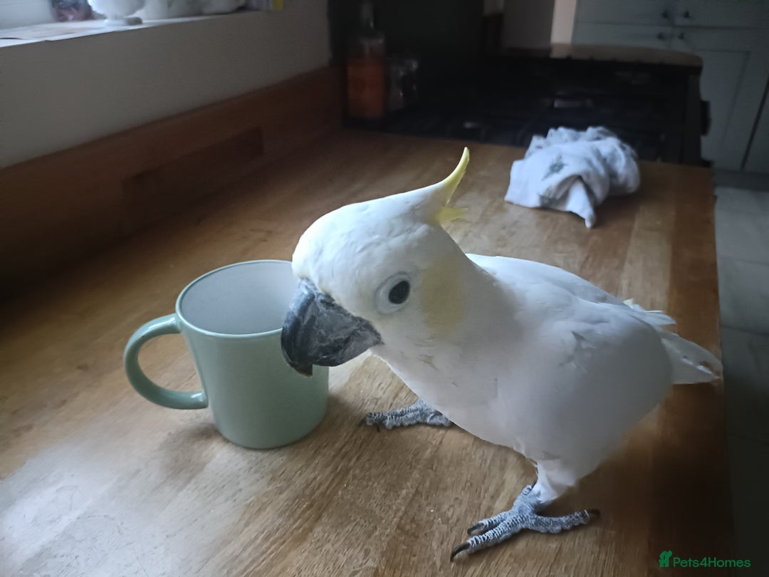 Cockatoo birds for sale: Cockatoo  - Advert 5