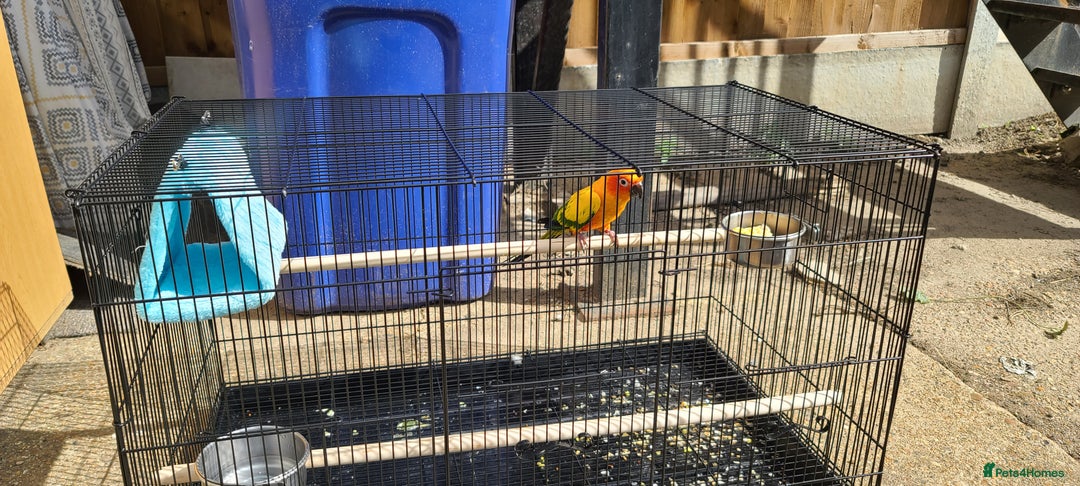Conures birds for sale: Sun Conure Male  - Image 7