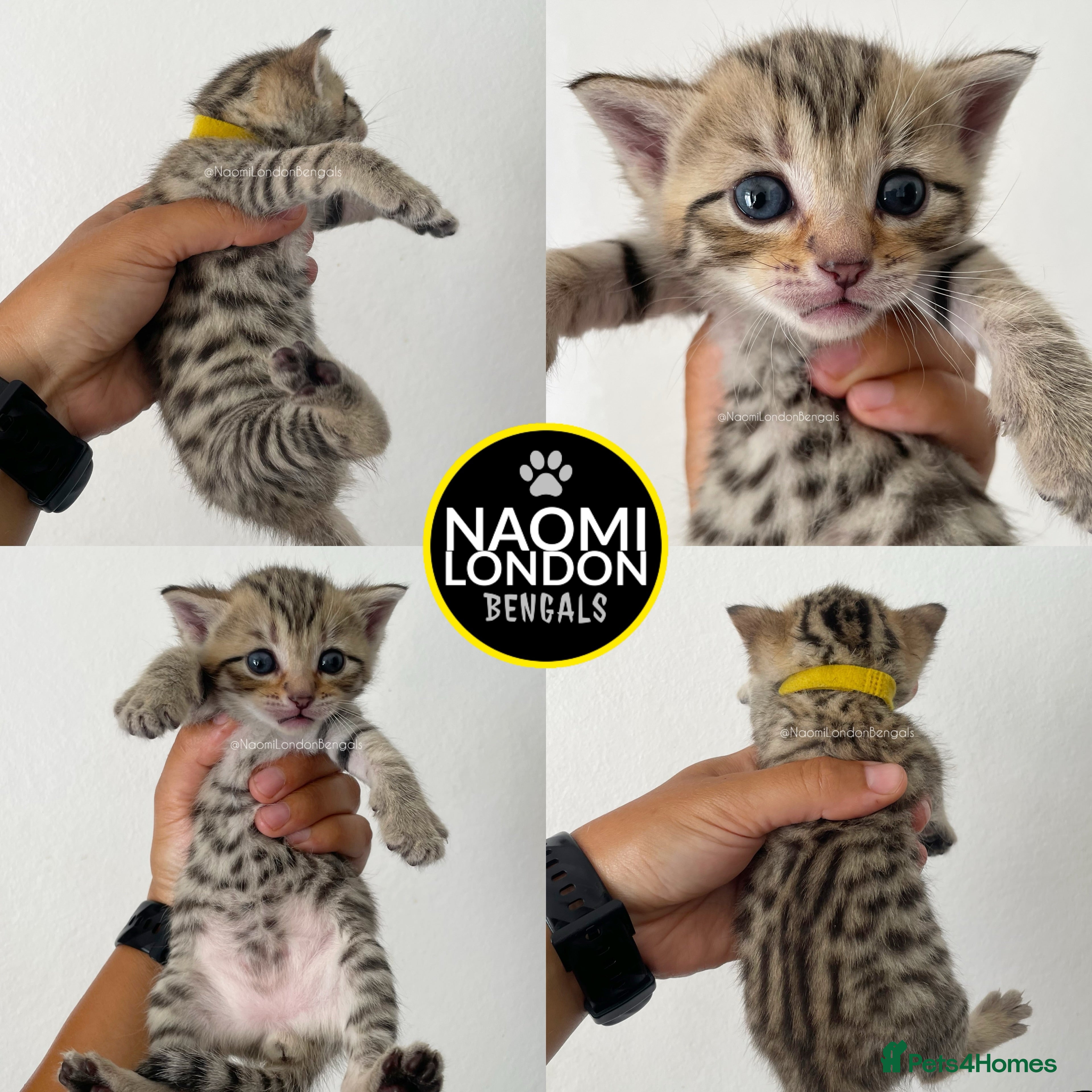 Bengal cats 🌈 BENGAL KITTENS FOR SALE! 🌈 🩷❤️🧡💛💚🩵 - Advert 2
