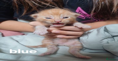 Maine Coon cats - Advert 9