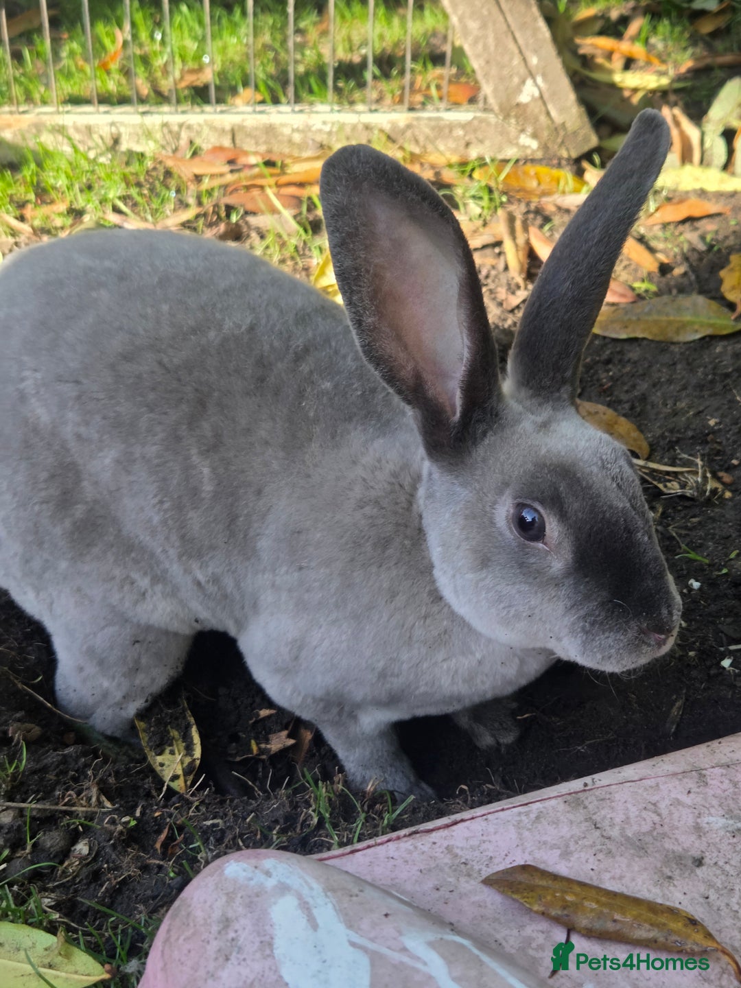 Rex rabbits for sale: 🐰 Beautiful mini rex babies 🐰 - Image 3
