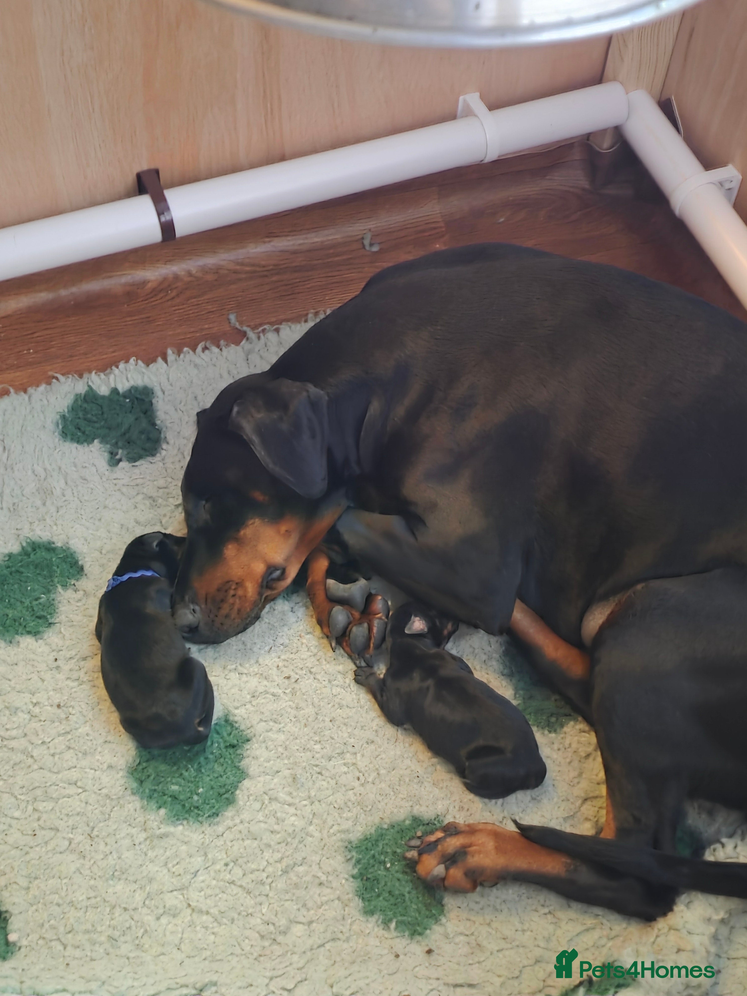 Dobermann dogs Doberman puppies  - Advert 2