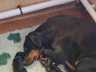 Dobermann dogs Doberman puppies - Advert 2